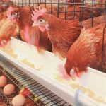 Cumberland Poultry Farm